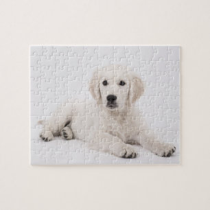 Puzzle Foto de Golden Retriever