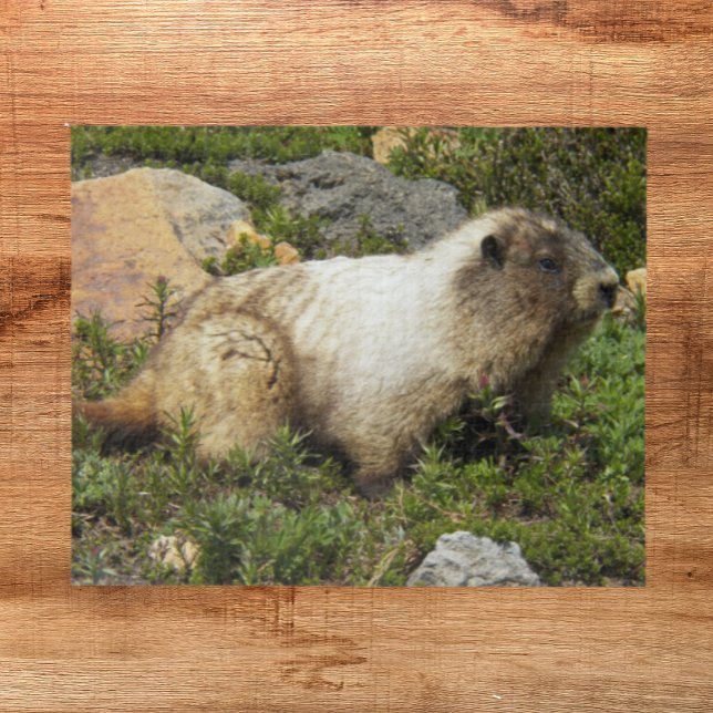 Puzzle Foto de Hoary Marmot Wildlife (In Situ)