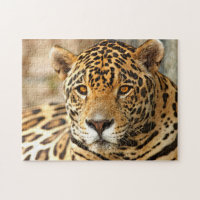 Foto de Jaguar