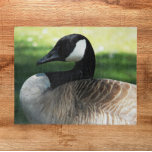 Puzzle Foto de la fauna ganosa de Canadá<br><div class="desc">Rompecabezas con temática de la naturaleza que muestra la imagen de una hermosa oca de Canadá. ¡Diversión para toda la familia! NOTA: La imagen está diseñada para rompecabezas de hasta 16 x 20 pulgadas.</div>