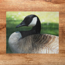 Foto de la fauna ganosa de Canadá