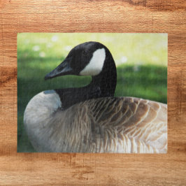Puzzle Foto de la fauna ganosa de Canadá