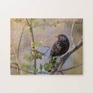 Puzzle Foto de la naturaleza de Blackbird