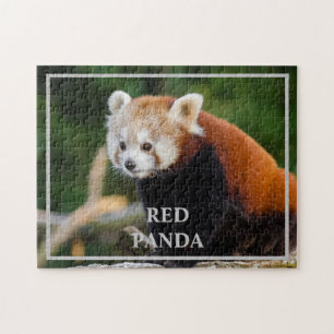 Puzzle Foto de la naturaleza de Panda Rojo Lindo