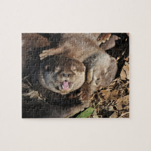 Puzzle Foto de la nutria