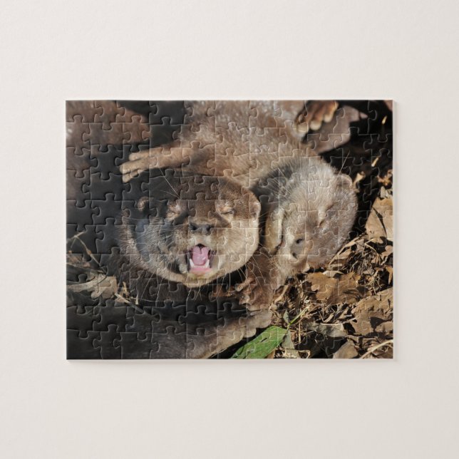 Puzzle Foto de la nutria (Horizontal)