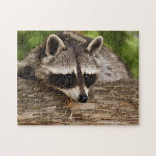 Puzzle Foto de mapache lindo en el bosque