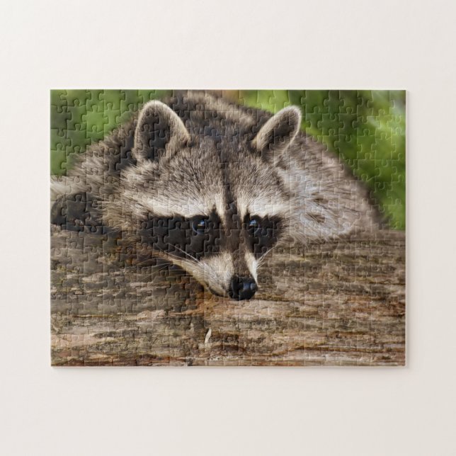 Puzzle Foto de mapache lindo en el bosque (Horizontal)