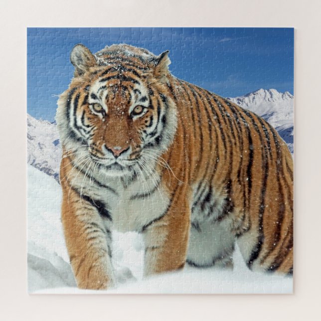 Puzzle Foto de moda animal en las montañas de Nieve tigre (Horizontal)