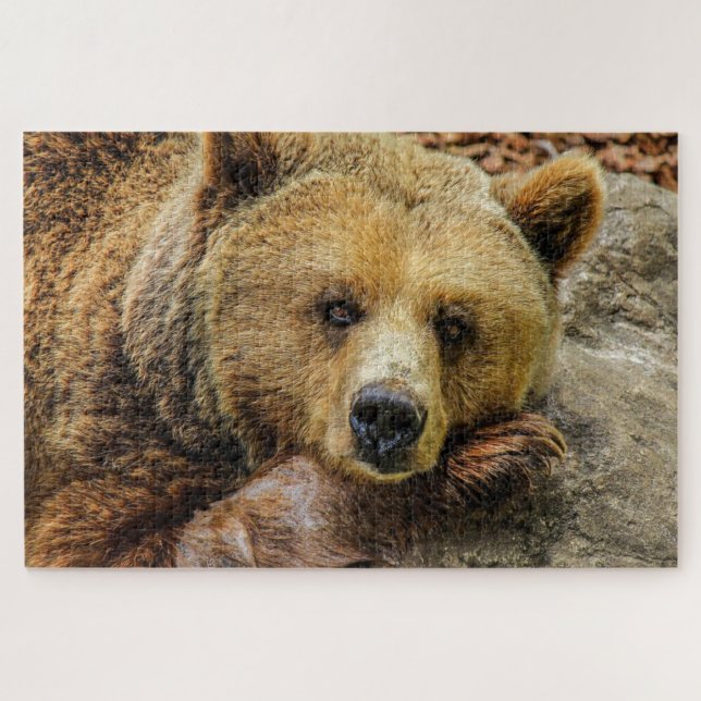Puzzle Foto de oso pardo (Horizontal)