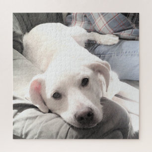Puzzle Foto de perro cortado y cansado con papá en la pla