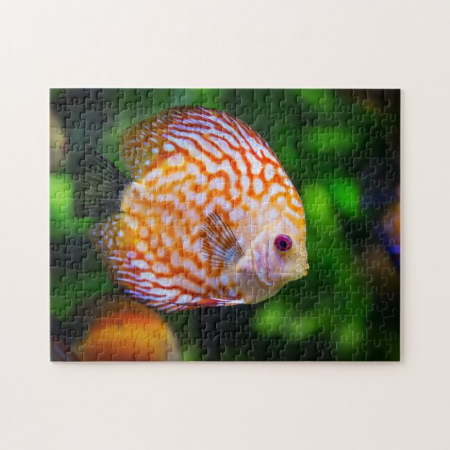 Puzzle Foto de pez disco naranja blanco en acuario (Horizontal)