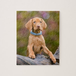 Puzzle Foto de picapia de perro húngaro de Vizsla, muy ti