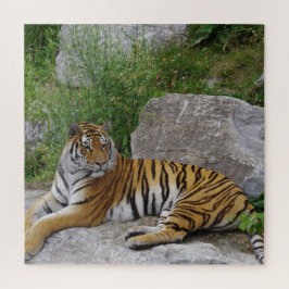 Puzzle Foto de retrato de un tigre siberiano