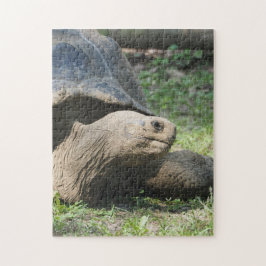 Puzzle Foto de Tortoise Wildlife