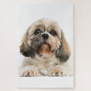 Puzzle Foto de un perro Mascota Shih Tzu