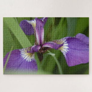 Puzzle Foto de una hermosa flor de iris púrpura