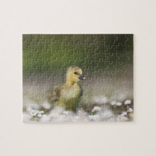 Puzzle Foto de vida silvestre insólita