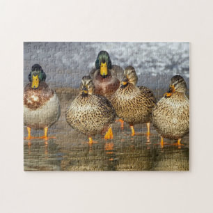 Puzzle Foto de Wildlife Mallard Ducks