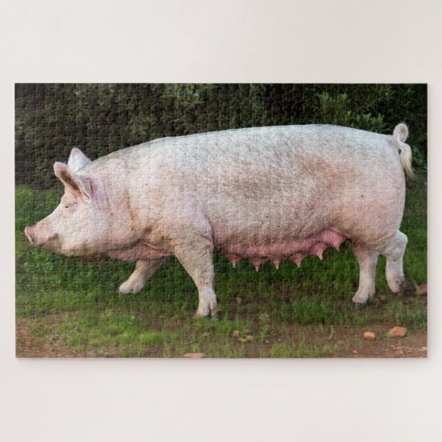 Puzzle Foto divertida de Pig Teats (Horizontal)