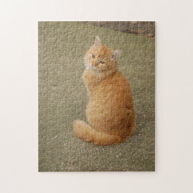 Puzzle Foto escueta del Naranja Kitten (Vertical)