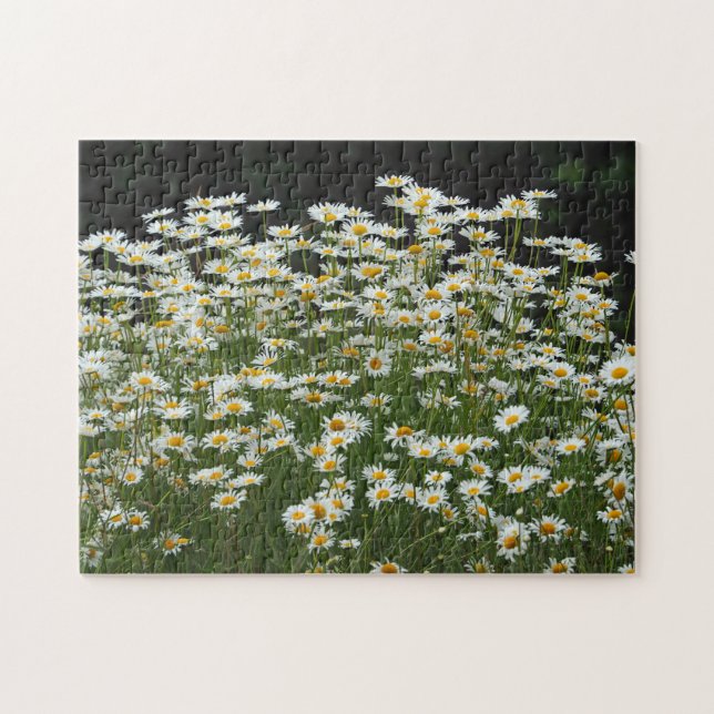 Puzzle Foto floral de Daisies blancos bonitos (Horizontal)