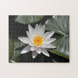 Puzzle Foto hermosa foto de Water Lily Lotus Flower