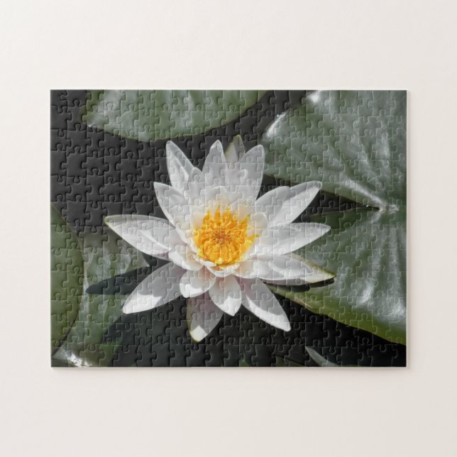 Puzzle Foto hermosa foto de Water Lily Lotus Flower (Horizontal)