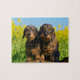 Puzzle Foto linda de Dackel de dos perros del Dachshund -