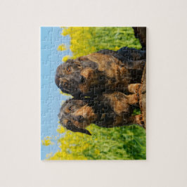 Puzzle Foto linda de Dackel de dos perros del Dachshund -
