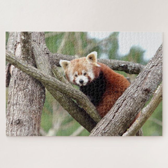 puzzle Foto panda roja , animales 0524. (Horizontal)