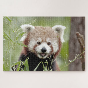 puzzle Foto panda roja , animales 0526.
