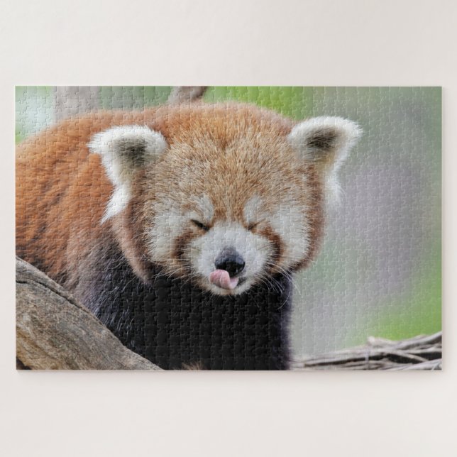 puzzle Foto panda roja , animales 0527. (Horizontal)