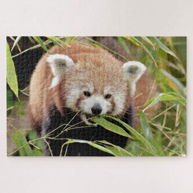 puzzle Foto panda roja , animales 0529. (Horizontal)