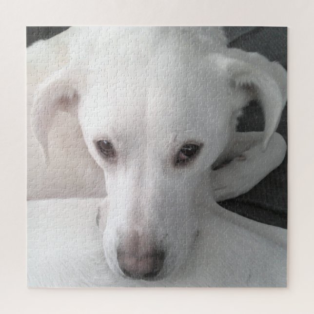 Puzzle Foto única de perro de mezcla de labrador blanco (Vertical)