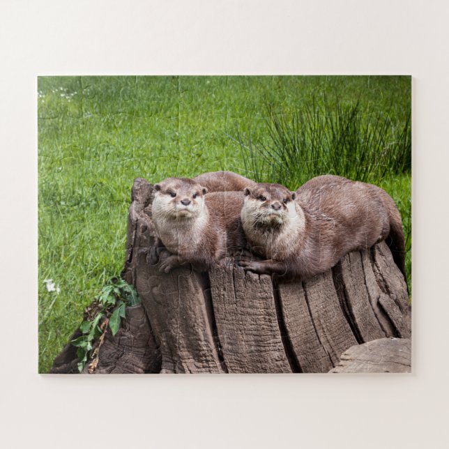 Puzzle Fotografía animal de Cute Eurasian Otters (Horizontal)
