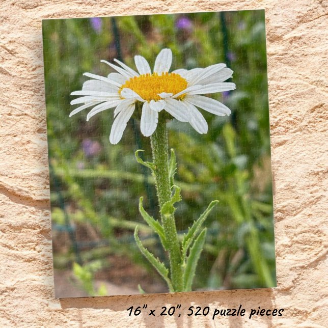 Puzzle Fotografía de cierre floral de margarita blanca ún (Completed Shasta Daisy jigsaw puzzle.)