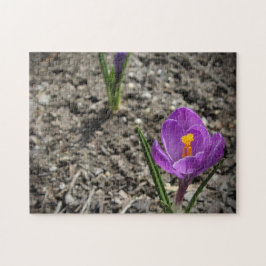 Puzzle Fotografía de flor de croco amarillo púrpura en pr