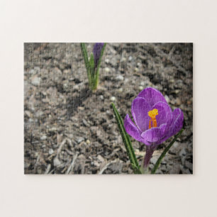 Puzzle Fotografía de flor de croco amarillo púrpura en pr