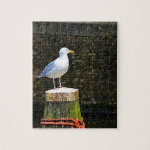 Puzzle Fotografía de Gaviota Costera