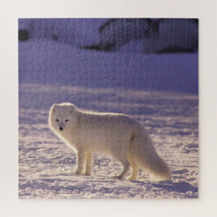 Puzzle Fotografía de invierno de la nieve de Fox blanca