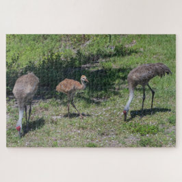 Puzzle Fotografía de la familia Sandhill Cranes de Florid