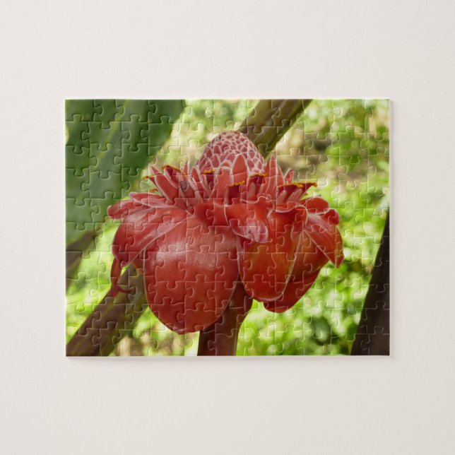 Puzzle Fotografía de la Flor Tropical del jengibre de la  (Horizontal)