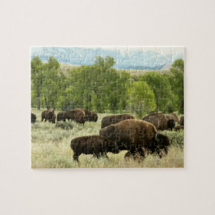 Puzzle Fotografía de la naturaleza del bisonte de Wyoming