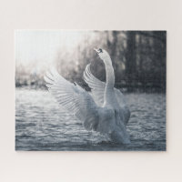 Fotografía de la naturaleza del cisne blanco