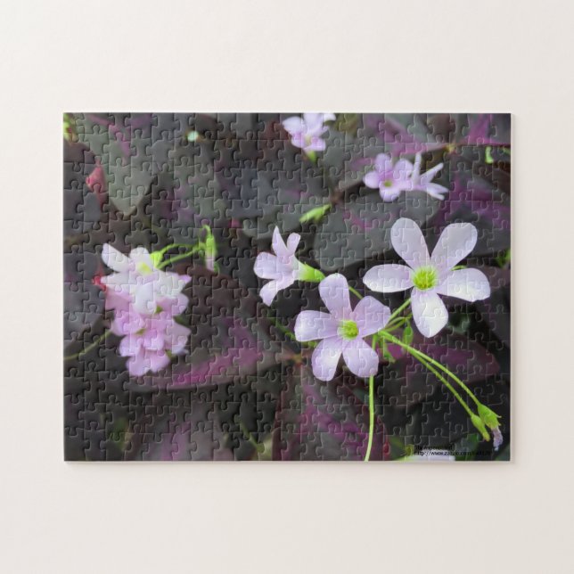 Puzzle Fotografía de las flores moradas de Shamrock (Horizontal)
