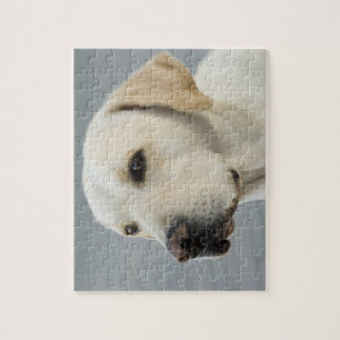 Puzzle Fotografía de oro del labrador retriever