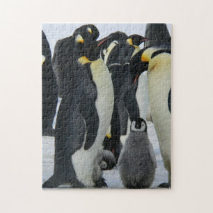 Puzzle Fotografía de Pingüinos Animales Madre e Hijo