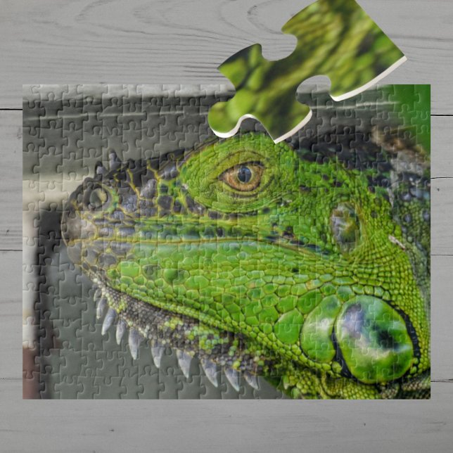 Puzzle Fotografía de primer plano de Iguana Verde (Subido por el creador)