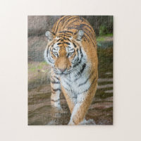 Fotografía del retrato del tigre que provoca